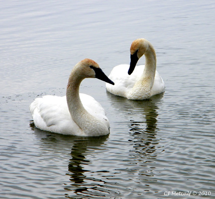 trumpeter swan pictures. Trumpeter Swans are known for