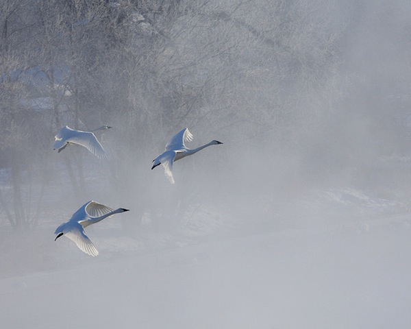trumpeter swan flying. Trumpeter Swans in the Mist,
