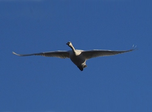trumpeter swan flying. Trumpeter Swan in Flight,